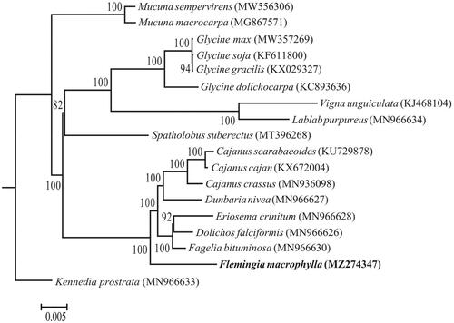Figure 1. ML phylogenetic tree of the 18 species reconstructed based on the concatenated data of 77 protein-coding genes. Bootstrap support values (1000 replicates) are shown at the nodes.