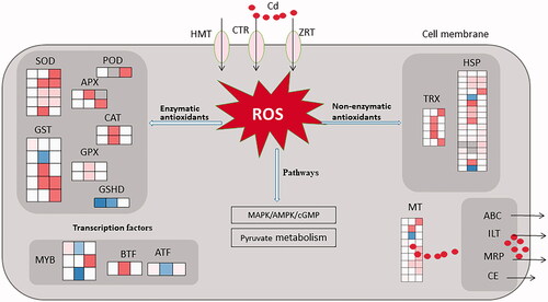 Figure 5. Cd stress response regulatory networks in Morchella spongiola. ABC transporter: ATP binding cassette transporter; MRP: multidrug resistance protein; CTR: copper transporter; ZRT: zinc transporter; HMT: heavy metal transporter; CE: cation transport ATPase; ILT: Iron transport multicopper; SOD: superoxide dismutase; CAT: catalase; POD: peroxidase; APX: ascorbate peroxidase; GST: glutathione S-transferase; GPX: glutathione peroxidase; GSHD: glutathione dehydrogenase; HSP: heat shock protein; MT: metallothionein.