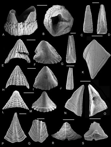 Figure 23. A–S, Brachylepas naissanti (Hébert, Citation1855). A, lateral and B, apical views of capitulum, original of Woodward (Citation1901, pl. 8, fig. 4; Withers, Citation1935, pl. 49, fig. 1a, b; Gale & Sørensen, Citation2014, fig. 3A–D: NHMUK In. 27160). C, D, G, J, upper latera, C, J, external and D, G, internal views (NHMUK PI In 64896, 64900, 64901). E, F, H, I, carinae, in E, H, dorsal and F, I, internal views (NHMUK PI In 64897, 64898). K, tergum, external view (NHMUK PI In 64902). L, M, rostrum, in L, ventral and M, internal views (NHMUK PI In 64899). N, O, scutum, in N, external and O, internal views (NHMUK PI In 64903). P–S, imbricating plates, in P–R, external and S, internal views (NHMUK PI In 64904–64907). A, B, White Chalk Subgroup, Belemnitella mucronata belemnite zone, upper Campanian, pit 153, Thorpe, Norwich, UK. C–S, White Chalk Subgroup, lower Belemnitella mucronata belemnite zone, upper Campanian, Cringleford, Norwich, UK. Scale bars equal 5 mm (A, B), all others 0.5 mm.