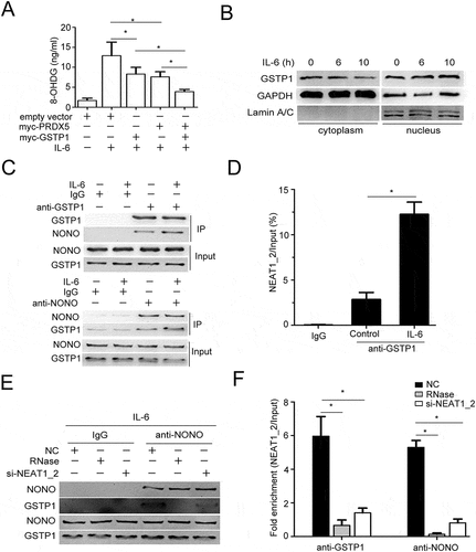 Figure 7. Paraspeckle promotes IL-6-induced DNA damage through trapping GSTP1