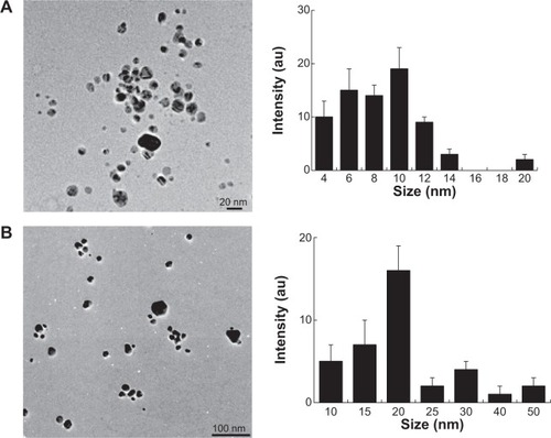 Figure 4 Transmission electron microscopy (TEM) of AgNPs.Notes: TEM images of several fields were used to measure AgNPs particle size; micrographs (left panels) and size distributions based on TEM images (right panels) of AgNPs ranging from 4 nm to 20 nm (A) and 10 nm to 50 nm (B).Abbreviations: AgNPs, silver nanoparticles; au, absorbance units.