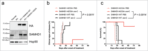 Figure 2. Overexpression of wild type but not catalytic-inactive SAMHD1 confers resistance to ara-C treatment in vivo. HL-60/iva CRISPR/Cas9 cells lacking endogenous SAMHD1 expression were transduced with a lentiviral vector encoding for HA-tagged wild type (black) or the catalytically-inactive H233A mutant (red) SAMHD1. Equal expression levels of ectopic SAMHD1 were confirmed by western blotting (a). Cells were xenotransplanted into NOD/SCID IL2R−/− female mice; (n = 12 for each cell line), which were subsequently treated with either PBS or ara-C. Clinical signs of disease (b) and percentage of survival (c) were determined over time. For details see Methods.