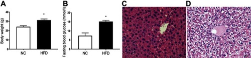 Figure 1 Physiological and histological evaluation of HFD-induced NAFLD mice. Body weight (A) and fasting blood glucose (B) levels in HFD-induced NAFLD mice without Liraglutide treatment (mean±SD, n =12). Histological sections of liver tissues in the mice after 10 weeks of normal rodent chow diet and HFD feeding were represented in (C and D) (stained with HE, and ×400). *p<0.05 for comparison between NC and HFD groups.