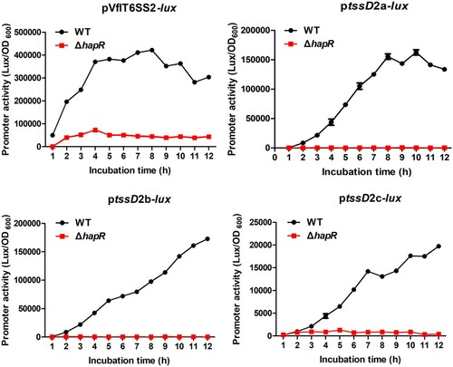 Figure 4. HapR modulates the promoter activities of VflT6SS2 clusters. Overnight cultures of V. ﬂuvialis 85003 WT and ΔhapR mutant containing pVflT6SS2-lux, ptssD2a-lux, ptssD2b-lux, or ptssD2c-lux were 1:100 diluted in fresh LB and incubated at 30°C with shaking. At the designated time points, the luminescent activities were measured and reported as light units/OD600.