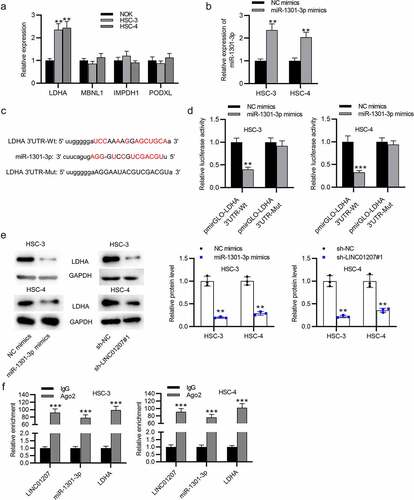 Figure 5. LDHA is targeted by miR-1301-3p. (a) the mRNA expression in OSCC cells was revealed by RT-qPCR. (b) the expression of miR-1301-3p in OSCC cells after transfection with NC mimics and miR-1301-3p mimics was assessed by RT-qPCR. (c) the binding site between miR-1301-3p and LDHA 3ʹUTR. (d) A luciferase reporter assay was conducted to evaluate the luciferase activity of pmirGLO-LDHA 3ʹUTR-Wt and pmirGLO-LDHA 3ʹUTR-Mut in OSCC cells after overexpression of miR-1301-3p. (e) the LDHA protein expression in OSCC cells after miR-1301-3p overexpression or LINC01207 downregulation was measured by western blot. (f) Ago-2 RIP assay was conducted to detect the enrichment of LINC01207, miR-1301-3p and LDHA in RNA-induced silencing complexes. **P < 0.01, ***P < 0.001.