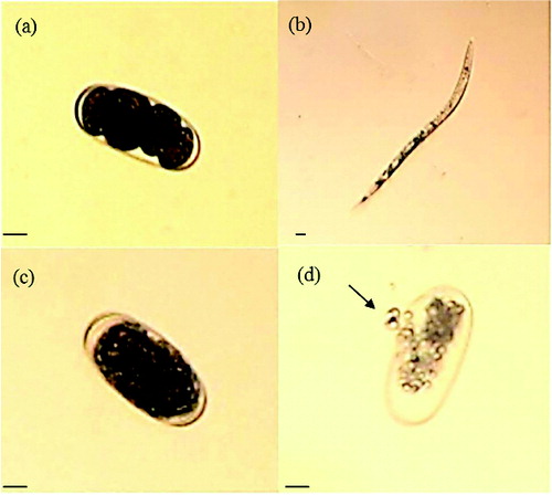 Figure 3. Morphological changes of Meloidogyne incognita eggs caused by partially purified chitinase from P. fluorescens strain HN1205. Note: Eggs exposed only to the buffer at 26 °C for one day (a) and five days (b); on the fifth day in the buffer control, the second stage juvenile (J2) appeared. Eggs treated with partially purified chitinase (5.2 U/mL) at 26 °C for one day (c) and five days (d); the eggs were observed under a light microscope with 200× magnification. An arrow indicates the destruction of eggshell. The scale bars are 20 μm wide.