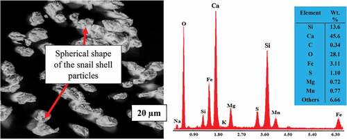 Figure 4. Surface morphology and EDX analysis of snail shell powder