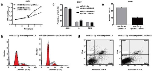 Figure 4. EIF5A2 is involved in miR-221-3p-mediated medulloblastoma cell proliferation, cell cycle and apoptosis.DAOY cells were transfected with miR-221-3p mimics + pcDNA3.1 or miR-221-3p mimics + pcDNA3.1- EIF5A2 plasmid, respectively. The cell proliferation, cell cycle distribution and apoptosis were analyzed in DAOY cells using (a) MTT, (b and c) Flow cytometry with PI staining or (d and e) Flow cytometry with Annexin V-FITC/PI double staining, respectively. All data were expressed as the mean ± standard deviation of at least three experiments. **p< 0.01, ***p< 0.001, as compared with miR-221-3p mimics + pcDNA3.1