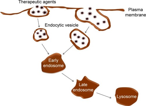 Figure 3 Nanoparticles internalization. Nanoparticles enter the cell via endocytosis, which is the main pathway for crossing the cellular membrane. Also, nanoparticles are internalized into the cells, and the cargo is released inside. Nanoparticles administered are cleared in the liver and spleen, which remain in these organs for a long time and are then uptaken by macrophages. Then, the nanoparticles exit the cell via exocytosis.