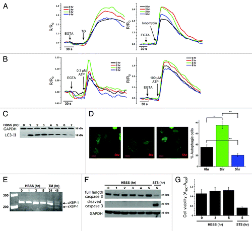 Figure 1. Transient changes in Ca2+ dynamics after starvation correlate with changes of the LC3-II levels. (A) Measurements of cytosolic Ca2+ signals, displayed as normalized Fura-2 ratio (R/R0), showing the effect of 1 µM thapsigargin (TG) or 10 µM ionomycin in intact HeLa cells with (2, 3, 5 h) or without (0 h) starvation. Representative recordings of the Fura-2 ratio after addition of TG (left panel) or ionomycin (right panel) in cells pretreated with HBSS for 0, 2, 3 or 5 h are shown. Forty-five seconds prior to addition of TG or ionomycin, EGTA (3 mM) was given as indicated. (B) Measurements of cytosolic Ca2+ signals, displayed as normalized Fura-2 ratio (R/R0), after addition of 0.3 µM (left panel) or 100 µM (right panel) ATP in intact HeLa cells with (2, 3, 5 h) or without (0 h) starvation. (C) Representative LC3-II western blots of HeLa cells starved for the indicated time period (0–7 h). (D) GFP-LC3-puncta formation in HeLa cells transfected with GFP-LC3 constructs. Cells were starved (3 h or 5 h) or not (0 h), as indicated. Left: Representative pictures. The scale bar represents 20 µm. Right: Quantification of autophagic cells. Only cells displaying more than 10 puncta were considered autophagic (n = 3). (E) Analysis of XBP-1-mRNA splicing in cells pretreated with HBSS (0–5 h) or 2 µg/ml tunicamycin (TM; 24 h, 48 h); uXBP-1 = unspliced XBP-1; sXBP-1 = spliced XBP-1. (F) Representative caspase 3 western blots of HeLa cells starved for the indicated time (0–5 h) or treated with 1 µM staurosporine (STS) for 5 h. (G) XTT-assay for measurement of cell viability, after incubation in HBSS for the indicated time period or treatment with 1 µM staurosporine for 5 h (n = 4). The cell viability is expressed as the absorbance at 490 nm minus the absorbance at 630 nm (A490-A630). *p < 0.05; **p < 0.01 (paired t-test).