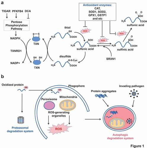 Figure 1. Two cellular antioxidant defenses. (A) The upper panel showing protein and non-protein thiols as the first-line antioxidant defense. Increasing concentrations of ROS cause protein cysteinyl oxidation from thiol to sulfenic acid, sulfinic acid and sulfonic acid. If unrepaired, the structure and activity of oxidized protein are affected. However, cells have evolved reducing systems (TXN, TXNRD1 and SRXN1) to recover from sulfenic acid and sulfinic acid. Any impairments of the reducing enzymes or cofactor NADPH production decrease the cellular antioxidant buffering capacity. (B) The below panel showing proteasome and autophagy as the second-line antioxidant defense. Proteasome removes oxidized proteins. Autophagy is responsible for removal of large junks such as protein aggregates, damaged organelles, and invading pathogens, beside oxidized proteins. ox in pink cycle: oxidative modification.