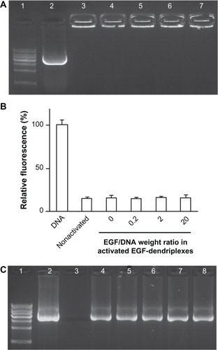 Figure 1 Formation and stability analysis of activated EGF-dendriplexes. (A) Agarose gel retardation assay of activated EGF-dendriplexes at different EGF/DNA weight ratio. Lane 1: 1 kb DNA ladder; lane 2: plasmid DNA; lane 3: nonactivated dendriplexes at charge ratio (N/P) of 20; lane 4: activated dendriplexes at charge ratio (N/P) of 20; Lane 5–7: activated EGF-dendriplexes at charge ratio (N/P) of 20 and EGF/DNA weight ratio of 0.2, 2, and 20 respectively. (B) DNA condensation assay of nonactivated dendriplexes, activated dendriplexes, and activated EGF-dendriplexes at EGF/DNA weight ratio of 0.2, 2, and 20. Mean ± standard deviation (n = 6) of relative viability is shown. (C) DNaseI digestion test of dendriplexes. Lane 1: 1 kb DNA ladder; lane 2: plasmid DNA without digestion; lane 3–8: DNA in different form post digestion and disassembly of complexes. Lane 3: free plasmid DNA; lane 4: DNA in nonactivated dendriplexes at charge ratio (N/P) of 20; lane 5: DNA in activated dendriplexes at charge ratio (N/P) of 20; Lane 6–8: DNA in activated EGF-dendriplexes at charge ratio (N/P) of 20 and EGF/DNA weight ratio of 0.2, 2, and 20, respectively.Note: DNA indicates naked plasmid DNA; nonactivated indicates nonactivated dendriplexes.