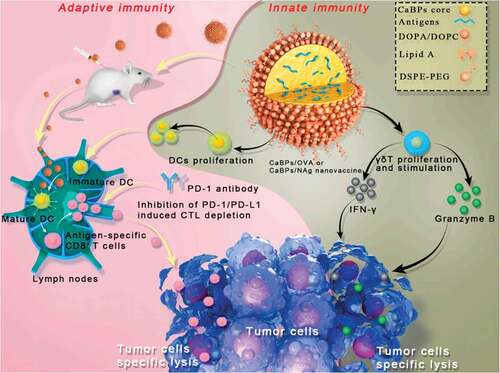 Figure 1. Scheme for the antitumor immune mechanism of nanovaccine. The nanovaccine was injected subcutaneously and accumulated in draining LNs, and then enhanced DCs maturation and antigen presenting. Antigen-specific cytotoxic T cells were induced, subsequently infiltrated into tumors, and triggered tumor cells specific lysis.Citation51 Copyright 2021 Elsevier.