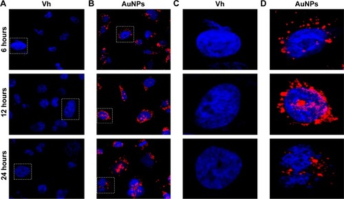 Figure 4 Cellular uptake and intracellular spatial distribution of AuNPs.Notes: The AuNP aggregates were detected inside the MCF-7 cells when these cells were incubated at 80 µg/mL concentrations for 6 hours, 12 hours, and 24 hours using CLSM at 626 nm wavelength (red), while the nucleus was stained with DAPI (blue). Panels (A) and (B) show 40× magnification, and panels (C) and (D) show 63× magnification. The maximum uptake of AuNPs in the nucleus (maximum red spots close to nuclei) was observed at 12 hours of incubation. When AuNPs entered into cell nuclei, they became pink (D), (12 hours).Abbreviations: AuNPs, gold nanoparticles; CLSM, confocal laser scanning microscopy; DAPI, 4′,6-diamino-2-phenylindole; NPs, nanoparticles; Vh, vehicle.