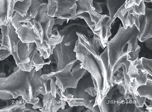 Figure 1. SEM image of PHEMATrp cryogel disc.