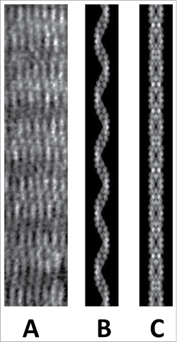 Figure 2. In the presence of molecular crowding BtParM formed rafts of filaments lying in parallel as observed by electron microscopy (A). The filaments within the rafts were not paired into a cylinder, but were supercoiled single BtParM filaments. (B) A projection image calculated from the supercoiled BtParM filament model for comparison. (C) A projection image calculated from the nanotubule model for comparison. Pairing of filaments only occurs in the presence of ParR or the ParR/parC complex.