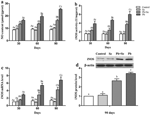 Figure 2. NO content, iNOS activity, iNOS mRNA and protein expression in chicken hearts.