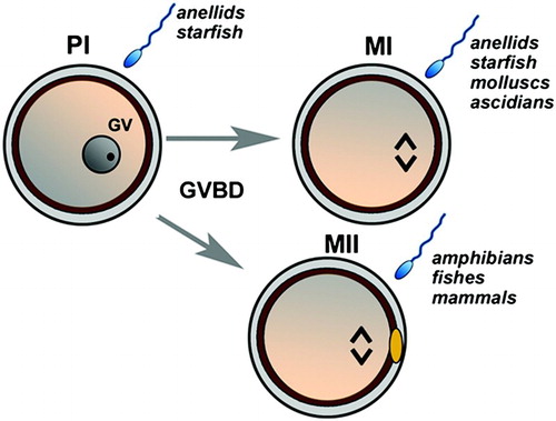 Figure 1.  A schematic illustration of the resumption of meiosis in different animal models. The immature oocyte is arrested in the prophase I (PI) marked by the germinal vesicle (GV). Depending on the species, oocytes may be fertilized in PI (anellids and starfish). In response to a stimulus, the first meiotic block is removed up to a second meiotic block at the metaphase I (MI; anellids, starfish, molluscs, and ascidians) or at metaphase II (MII; amphibians, fishes, mammals). MII is marked by the presence of one polar body (yellow). Resumption from the second meiotic block occurs upon sperm penetration.