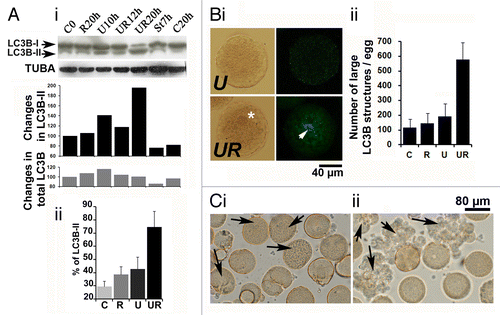 Figure 5. Survival of eggs deprived of MAPK1/3 and CDK activities involves LC3B. (A) LC3B cleavage. (i) Western blot analysis with anti-LC3B Ab (upper panel) and internal control with anti-TUBA (lower panel) with quantification of bands (histograms). Eggs were not treated (control eggs, C) or treated with staurosporine (St), U0126 (U) or roscovitine (R) only or with both U0126 and roscovitine (UR) for 7, 10, 12 or 20 h. The lower bands of the gel (LC3B-II) and both bands (total LC3B) have been quantified as explained in Materials and Methods. (ii) Changes in the proportion of LC3B-II. Three experiments that gave similar results were pooled. Percentage of LC3B-II (lower band) as visualized in (i) is here expressed relative to the total amount of LC3B arbitrarily taken as 100. Signals are obtained in control eggs (C, time zero), eggs treated during 10 to 13 h with U0126 only (U), or eggs treated during 17 to 20 h with roscovitine only (R) or with U0126 and roscovitine (UR). In the three experiments, eggs treated with U0126 only died within 16 h treatment. Only values (means ± sem) obtained in UR eggs are significantly different from those of C eggs (Student test, P < 0.01). (B) LC3B cytoplasmic distribution. (i) Observation of eggs treated for 10 h with U0126 only (U) or with U0126 and roscovitine for 18 h (UR) after fixation and immunolabeling with the anti-LC3B Ab. An image by transmitted light microscopy (left panels) and a z projection of five images taken from a stack of images obtained by confocal microscopy and localized in the center of the egg (U) or around the nucleus (UR) (right panels) are shown. An enriched particulate distribution of LC3B (arrow) around the nucleus (star) was only seen in UR eggs. (ii) Variation in the amount of large LC3B structures. Particles larger than 2.95 µm2 were quantified as explained in Materials and Methods. Values (means ± sem, 10 eggs/condition) obtained UR eggs are significantly different from those of C eggs (Student test, P < 0.01). (C) Effect of injection (arrow) of the anti-LC3B antibody before treatment of unfertilized eggs with U0126 only (i) or with both U0126 and roscovitine (ii).