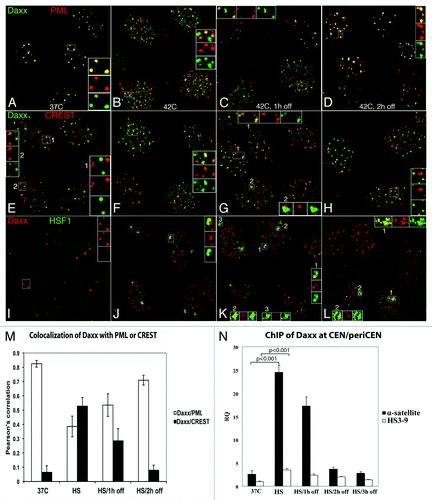 Figure 1. Daxx accumulation at CEN/periCEN. HEp2 cells were fixed at 37°C or exposed to 42°C for 1 h and either fixed immediately or recovered at 37°C for 1 h or 2 h. Daxx is mostly associated with PML NBs (visualized by anti-PML ab’s) in control conditions (A); it forms additional domains after HS and after 1 h recovery (B and C) and is mostly returned to pre-stress localization after 2 h recovery (D). Daxx co-localizes with centromeres (visualized by CREST human autoimmune ab’s) in some cells at 37°C (E, inset 2); this co-localization is obvious in most cells after HS and 1 h recovery (F and G, inset 1), and is decreased after 2 h recovery (H); in addition, Daxx accumulates juxtaposed to centromeres upon recovery (G, inset 2). HSF1 is nuclear homogenous in control conditions (I) and forms stress bodies (SBs) upon HS; Daxx is adjacent to SBs after HS/1 h recovery (insets L–K), and co-localizes with majority of SBs at 1 h recovery (K, insets 2 and 3). At 2 h recovery, Daxx is associated with some SB (L; inset 1 high association, inset 2 low association). (M) Colocalization analysis (Pearson’s correlation coefficient upon HS and recovery) has been used to quantify the degree of association for Daxx/PML and Daxx/centromeres (CREST). Data are the means of three experiments, and the standard deviation is shown. (N) ChIP analysis of Daxx association with CEN/periCEN in HEp2 cells stably expressing FLAG-HA-Daxx. Daxx association with CEN (α-satellite) was minor at 37°C, was elevated ~10-fold upon HS (p < 0.001), was still high, but reduced, at 1 h of recovery and returned to pre-stress levels at 2 h and 3 h. Daxx association with periCEN (HS 3-9) was minimal at 37°C, was elevated upon HS (p < 0.001) and 1 h of recovery, and reduced to almost pre-stress levels at 3 h of recovery.