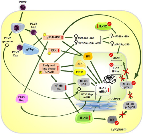 Figure 3. Effect of porcine circovirus 2 (PCV2) infection on IL-10 and IL-12 production in monocytic cells. PCV2 capsid protein (Cap) interacts with gC1qR or other cellular proteins, activating PI3K/akt pathway typically in the early phase of infection, and p38-MAPK and ERK in late phases. The activated transcription factors enhance IL-10 expression, while inhibition of NF-κB p65/p50 and the upregulation of virus-triggered miRNAs result in IL-12 and IFN-γ transcription downregulation, and posttranslational decrease of the IL-12 level.