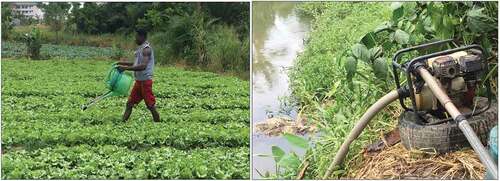 Figure 7. (a) Rudimentary farming practices along water bodies in the City of Kumasi. (b) Rudimentary farming practices along water bodies in the City of Kumasi.