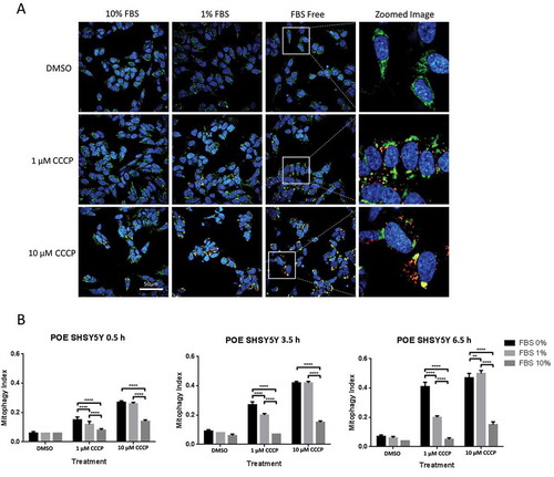 Figure 3. FBS inhibits CCCP-induced engulfment of depolarized mitochondria by lysosomes in SHSY5Y POE cells. For the mtKeima reporter assay, SHSY5Y POE cells stably expressing the mtKeima reporter were pretreated with DMEM containing different concentrations of FBS as indicated. CCCP and Hoechst were added, and cells were imaged at the indicated time points (A). The mitophagy index was calculated as the ratio between total area of mitochondria located in lysosomes versus total area of mitochondria located in the cytoplasm (B). The results shown are from one representative experiment (N = 2). The data are displayed as mean ± S.D. of eight replicates.