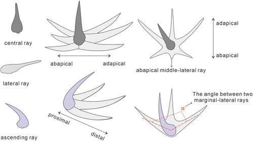 Figure 2. Terminology of chancelloriid sclerites. The lower right corner shows the schematic diagram of angle measurement between two marginal-lateral rays (modified from Bengtson and Collins Citation2015 and Yun Citation2019).