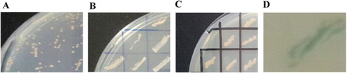 Figure 4. The Y2H yeast cells which contain plasmids pGADT7-SQSTM1 and pGBKT7-FKBP38 were verified in 4 rounds screening. (A) Yeasts were screened in the first round. The yeast cells were inoculated on SD/-Leu-Trp-His/Amp+Kan+ plate. (B) Yeasts were screened in the second. The yeast cells were inoculated on SD/-Leu-Trp-His-Ade/Amp+Kan+ plate. (C) Yeasts were screen in the third round. The yeast cells were inoculated on SD/-Leu-Trp-His-Ade/X-α-Gal/Amp+Kan+ plate. (D) In the fourth round of screening, the selected yeast cells were cultured on SD/-Leu-Trp-His-Ade/Abar/X-α-Gal/Amp+Kan+ plate. A blue clone was obtained and considered as positive clone, 4 reporter genes His3, ADE2, AUR1-C and MEL1 were all initiated.