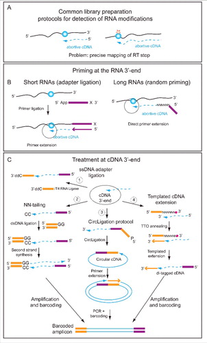Figure 2. Library preparation issues. Detection of RNA modification relies on exact determination of cDNA 3′-end (A). Priming at the 3′-end of RNA depends on its size. Short RNAs (typically < 100 - 200 nt) require adapter ligation step prior to primer annealing (left), while random priming (right) can be used for long RNA species (B). Methods for treatment of cDNA 3′-end for exact determination of RT stop. Four common techniques have been developed. One - single-strand DNA adapter ligation, 2 - oligonucleotide tailing terminal transferase followed by dsDNA primer ligation, 3 - CircLigase protocol with 5′-phosphorylated cDNA followed by second strand synthesis, and 4 - templated cDNA extension with 3′-blocked NNNNNN primer. In all cases the final step includes PCR amplification and appropriate barcoding.