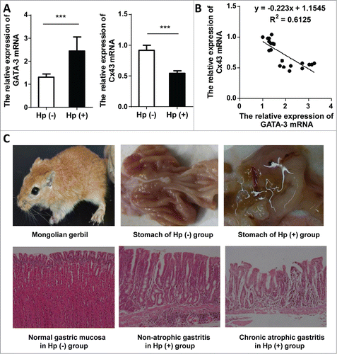 Figure 4. The effects of H. pylori on GATA-3 and Cx43 expression in Mongolian gerbils. (A) The alterative GATA-3 and Cx43 mRNA in Mongolian gerbils with H. pylori 48-week infection (n=10) compared to control group (n=10). *** p < 0.001. (B) The correlation of GATA-3 and Cx43 mRNA levels from Mongolian gerbils (10 from experimental group and 10 from control group). (C) Profile of Mongolian gerbil (upper left); typical macroscopic manifestation of normal stomach in control group (top center) and inflammatory edema in experimental group (upper right); histologic sections of normal gastric mucosa (left bottom), H. pylori induced severe non-atrophic gastritis (bottom center), and H. pylori induced atrophic gastritis (right bottom).