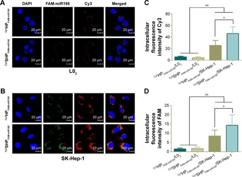 Figure 6 Intracellular uptake of NPs monitored by confocal microscope.Notes: Confocal laser scanning micrographs of Cy3HPFAM-miR195 and Cy3SHPFAM-miR195 in L02 cells (A) and SK-Hep-1 cells (B). Relative intracellular fluorescence intensity of Cy3 (C) and FAM (D) was quantitated using Image-Pro Plus 6.0 (Media Cybernetics Inc, Bethesda, MD, USA). Data are shown as the mean ± SD (n=3). *P<0.05, **P<0.01.Abbreviations: Cy3, hydrophilic red fluorescent dye; DAPI, 4′,6-diamidino-2-phenylindole; FAM, green fluorescent dye; NPs, nanoparticles; SD, standard deviation; miR195, miRNA-195.