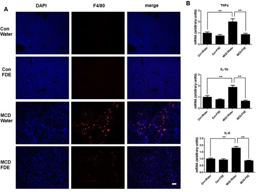 Figure 4. FDE inhibits liver inflammation in mice induced by MCD. (a) Representative immunofluorescent staining of F4/80 (scale bars, 100μm) (b) The mRNA levels of TNF-α, IL-1b and IL-6 were measured by qPCR in the liver of Con-Water, Con-FDE, MCD-water and MCD-FDE mice. n = 10 per group; means ± SEM of the mean. **p < .01.