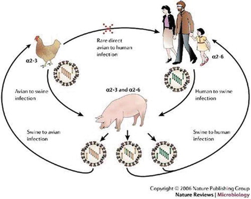 Figure 8. Diagram illustrating Robert Webster’s theory as to how bird strains of influenza virus reassort with pig strains to develop into ones capable of infecting humans