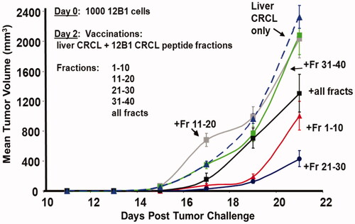 Figure 3. Reconstitution of liver CRCL with fractionated 12B1 CRCL peptides yields vaccines with anti-tumour activity. Mice were injected subcutaneously (s.c.) with 1000 in vivo passaged 12B1 tumour cells (LD100) on day 0. On day 2, mice were injected s.c. with ‘empty’ liver CRCL (25 µg/injection in 100 µL of PBS), or with liver CRCL + fractionated peptides (CRCL + pools of fractions 1–10, 11–20, 21–30, or 31–40). One group’s vaccine consisted of all the peptide fractions combined and mixed with liver CRCL as described. Tumour growth was measured every other day with calipers along two axes to determine volume; averages of four mice are shown per curve, with error bars = SEM. CRCL + fractions 1–10 and 21–30 differed significantly from all other groups by day 19; CRCL + all fractions was significantly different from liver CRCL, CRCL + fractions 11–20, and CRCL + fractions 31–40, by day 21 (ANOVA). These data are typical of two experiments.