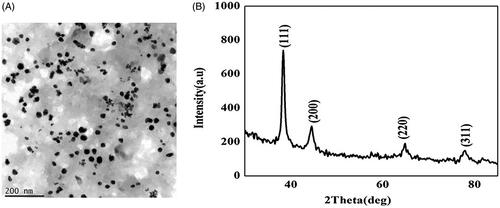 Figure 2. HR-transmission electron microscopy image and energy dispersive X-ray analysis of gold nanoparticles synthesized from C. militaris. (A) The size of the AuNPs was 15–25 nm. (B) The shape of the AuNPs with C. militaris was face-centre-cubic structure.