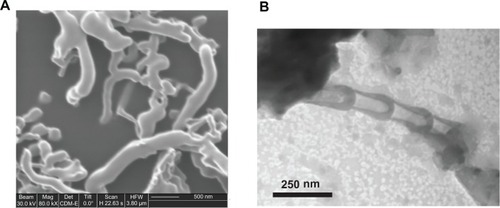Figure 1 (A) Focused-ion beam microscopy image of G-chitosan-coated boron nitride nanotubes (BNNTs) and (B) transmission electron microscopy analysis showing the typical BNNT structure.