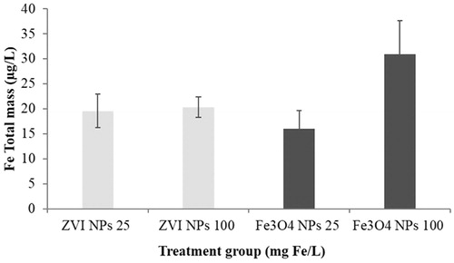 Figure 2. Dissolution of iron NPs in FETAX medium. Measures were performed at 25 and 100 mg Fe/L NPs at 24 h by ICP-OES after removal of NPs by ultrafiltration. Histograms represent the mean concentrations of soluble Fe in NP suspensions (n = 3). Bars = standard error of the mean (SEM).
