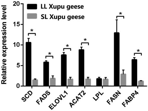 Figure 3. Comparison of lipid metabolism-related genes expression in liver between LL-Xupu geese and SL-Xupu geese. The sign ‘*’ indicated p < .05. SCD: stearoyl-CoA desaturase gene; FADS: fatty acid dehydrogenase gene; ELOVL1: elongase of long-chain fatty acid 1 gene; ACAT2: acyl-coenzyme A: cholesterol acyltransferase 2 gene; LPL: lipoprotein lipase gene; FASN: fatty acid synthase gene; FABP4: adipocyte fatty acid binding protein gene.