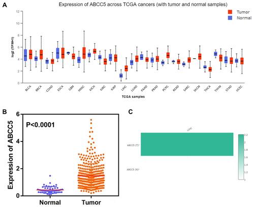 Figure 2 (A) Expression of ABCC5 across cancers identified by the TCGA: ABCC5 was significantly differently expressed in LIHC compared to normal tissue. (B) Analysis of 369 LIHC and 50 normal tissues showed that ABCC5 was significantly overexpressed in LIHC (P < 0.0001). (C) Expression of ABCC5 in LIHC as found in the GEPIA database: the expression of ABCC5 in LIHC was approximately 2.2 times higher than that in normal tissue.