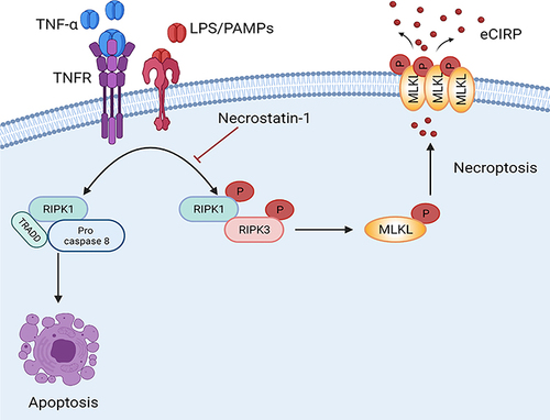 Figure 6 Necroptosis induces eCIRP release from macrophage in Sepsis. Bacterial sepsis or endotoxemia induces phosphorylated RIPK1 and RIPK3, respectively, facilitates the activation of MLKL via phosphorylation. Then the p-MLKL oligomerizes and is inserted into the membrane to form a pore. During inflammation, CIRP is translocated from nuclear to cytoplasm, binds to p-MLKL in the cell membrane, and released through the MLKL pores or cell rupture. Necrostatin-1, an inhibitor of cell necroptosis, attenuates eCIRP release in sepsis.