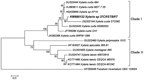 Figure 9. The Neighbor-Joining tree based on the ITS1-5.8S-ITS2 region. The optimal tree with the sum of branch length = 0.4305 is shown. The percentage of replicate trees in which the associated taxa clustered together in the bootstrap test (1000 replicates).