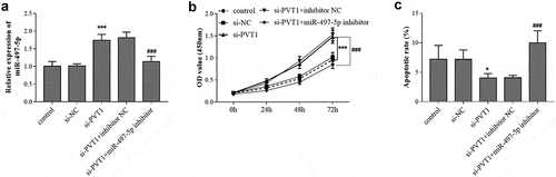 Figure 4. Reverse effect of miR-497-5p downregulation on PVT1 knockdown. Levels of miR-497-5p (a) were detected in cells under different transfection. The cell viability (b) and apoptosis (c) were detected cell groups under different treatment. * P < 0.05, *** P < 0.001, compared with control group; ### P < 0.001, compared with si-PVT1 group