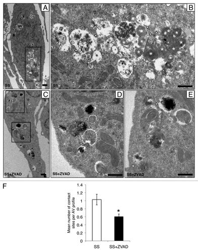 Figure 3. Caspase activation regulates the formation of autophagic network. (A–E) Electron micrographs of serum-starved EC exposed to ZVAD-FMK 50 µM (SS+ZVAD) or vehicle (SS) for 4 h. (A and B) Autophagic network (islet in A) with different maturation stages observed in serum-staved EC. Multilamellar electron-dense lysosomal bodies are also represented (white stars). White arrowheads indicate contact sites between AV. Scale bars: (A) 0.5 µm; (B) 2 µm. (C–E) Electron micrographs of EC serum starved with ZVAD-FMK 50 µM (SS+ZVAD) showing individual AV (islet in D and E) as opposed to large autophagic network seen in (B). Scale bars: (C) 0.5 µm; (D and E) 2 µm. (F) Mean number of contact sites per AV profile quantified for each condition; n = 30 cell profiles per condition; p = 0.005.
