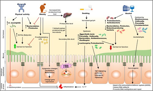 Figure 2. The relation between lifestyle, gut microbiota, and CRC.