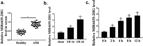 Figure 1. The expression levels of MIR4435-2HG during myocardial I/R-induced injury. (a) qRT-PCR detection of MIR4435-2HG in AMI patient (n = 26) and healthy donors (n = 25) blood samples. (b) Elevated expression levels of MIR4435-2HG in heart tissues of mice were detected by qRT-PCR at 1 and 3 days after myocardial I/R (n = 6). (c) MIR4435-2HG expression in AC16 cells after H2O2 treatment for 0, 2, 4, 8, 12 h. *P < 0.05 vs. Healthy, sham or PBS, Three independent experiments were repeated. n = 3.