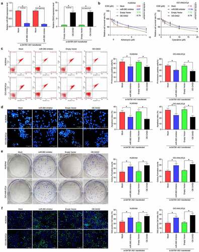 Figure 5. MiR-580 inhibition or OAS2 overexpression reverses the effects of SATB1-AS1 knockdown on AML cell chemoresistance. We transfected miR-580 inhibitor (Mock as a control) or OAS2 overexpression plasmid (Empty Vector as a control) in HL60/Adr cells and OCI-AML5/Cty in the presence of si-SATB1-AS1. (a) The expression of miR-580 and OAS2 in cells assayed by qRT-PCR. (b) The IC50 values of HL60/Adr and OCI-AML5/Cyt cells measured by CellTiter-Glo assay. Adr (5 μM) was used to treat HL60 parental cells and resistant cells and 10 μM Cyt to treat OCI-AML5 parental cells and resistant cells, respectively. (c) Cell apoptosis tested by flow cytometry. (d) Hoechst 33258 staining for cell apoptosis. (e) Cell proliferation determined by colony formation assay. (f) EdU staining for cell viability. Each assessment was done in triplicate with 3-time repetition to ensure minimum deviation; statistical data were measurement data, and described as mean ± standard deviation; one-way (panels a, c–f) or two-way ANOVA (panel b) was applied for multiple-group comparisons, followed by Tukey’s multiple comparisons test. * p < 0.05