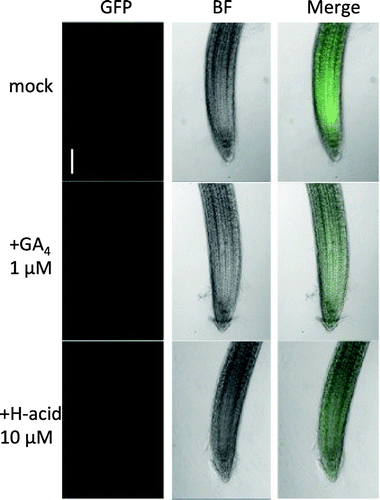Figure 4. H-acid promoted the degradation of Arabidopsis DELLA protein.