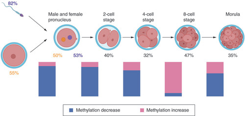 Figure 2. First wave of global epigenetic reprogramming. The ratio between methylation decrease (blue) and methylation increase (red) taking place during development from one stage to another is shown in the bar graph. Numerical values correspond to the percentage of methylated genome, and values highlighted in orange and purple correspond to the female and male pronucleus, respectively.Data taken from [Citation12].