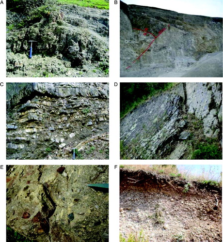 Figure 4. (A) Green and red shale and subordinated sandstones belonging to the ‘Torrente del Cavolo’ unit outcropping in the Sorgente Copone area. (B) Basal part of the ‘Apennine platform’ succession in a quarry around the town of Marsicovetere. The lower part of the quarry (light grey) is composed of Triassic dolomite; the upper part (dark grey) is made up of Jurassic limestone. Low angle (a) and high angle (b) tectonic contact separate the two lithofacies. (C) ‘Sorgente dell'Acero’ member at the base of the Mt. Corno section. (D) Typical rocks association within the distal facies (Lagonegro I) of ‘Scisti silicei’ Formation at Mt. Farneta. (E) Polygenic conglomerate belonging to coarse grained facies of the ‘Gorgoglione’ flysch, outcropping in the Serra la Mandra area. (F) Roughly stratified breccias referred to the lower and middle Pleistocene (CitationGiano et al., 2000). (Hammer is ca.30 cm long).